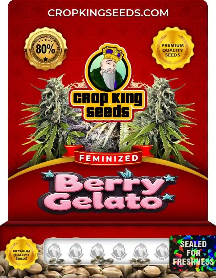 Berry Gelato Strain Feminized Marijuana Seeds