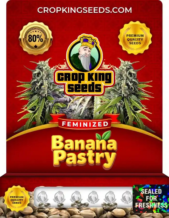 Banana Pastry Strain Feminized Seeds