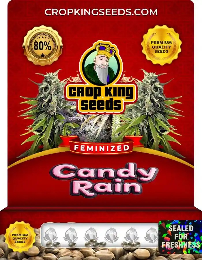Candy Rain Strain Feminized Marijuana Seeds