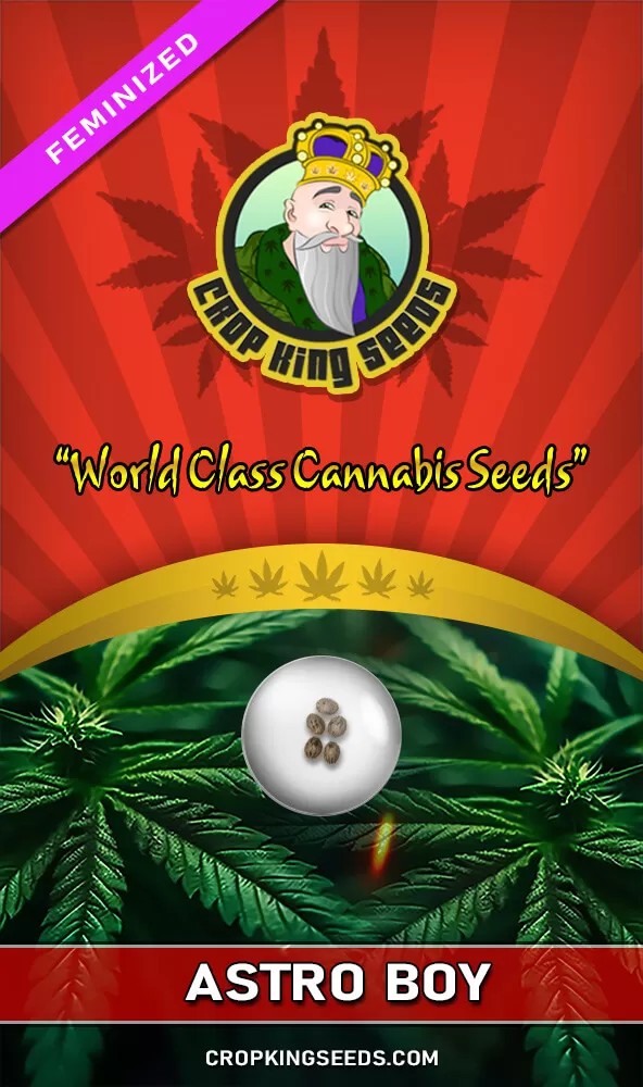 Astro Boy Feminized Marijuana Seeds