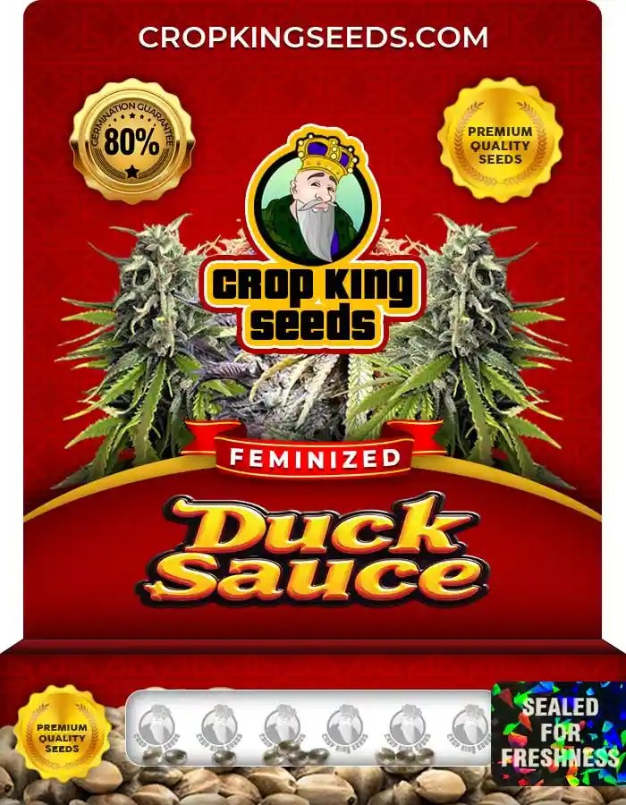 Duck Sauce Strain Feminized Marijuana Seeds