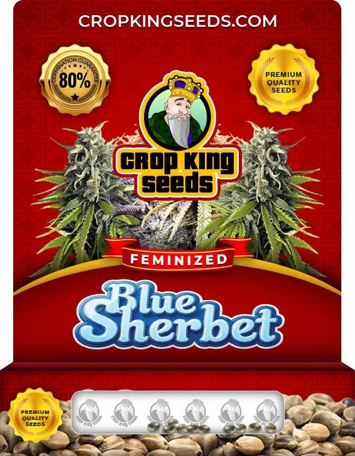 Blue Sherbet Strain Feminized Marijuana Seeds