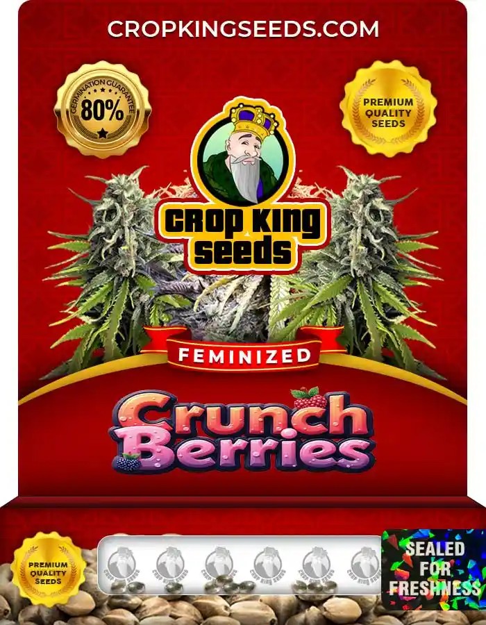 Crunch Berries Strain Feminized Marijuana Seeds