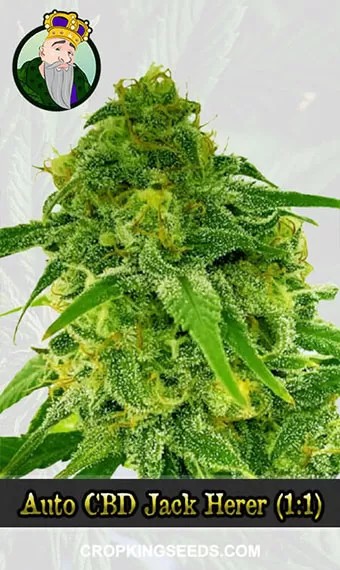 Autoflower CBD Jack Herer Strain (1:1) Marijuana Seeds