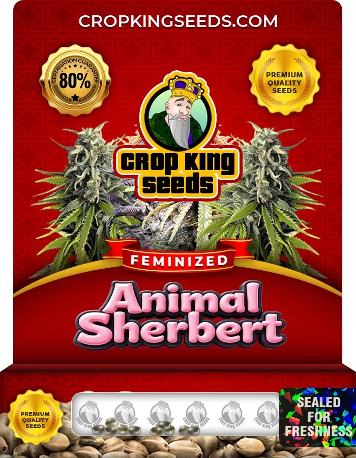 Animal Sherbert Feminized Marijuana Seeds