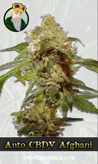 Auto CBDV Afghani Strain Marijuana Seeds