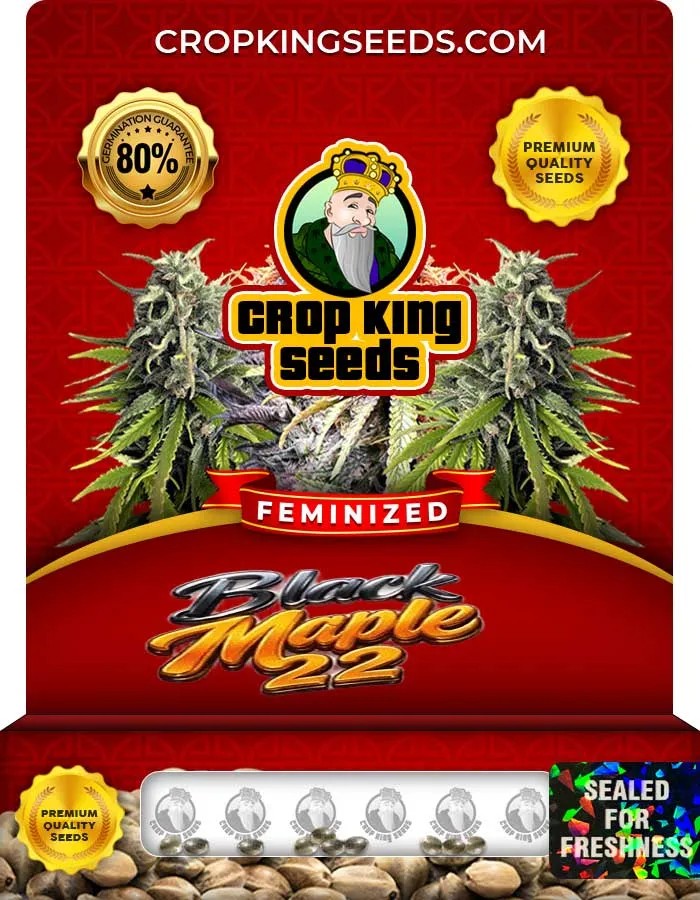 Black Maple 22 Strain Feminized Seeds