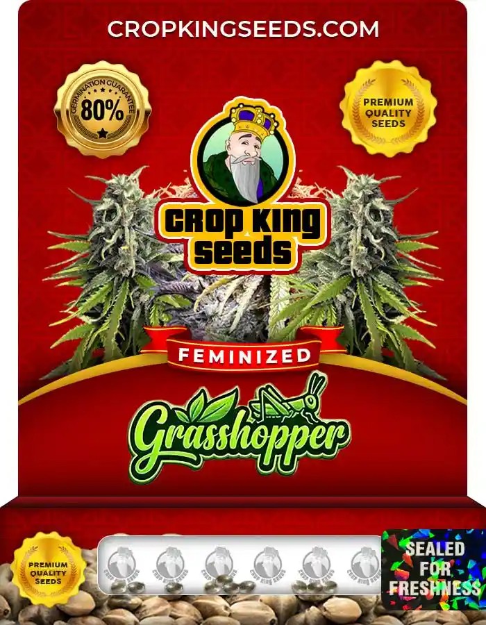 Grasshopper Strain Feminized Marijuana Seeds