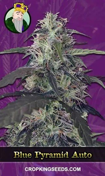 Blue Pyramid Strain Autoflowering Marijuana Seeds