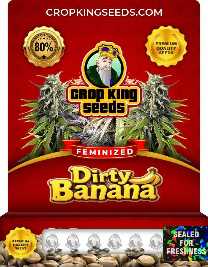 Dirty Banana Strain Feminized Marijuana Seeds