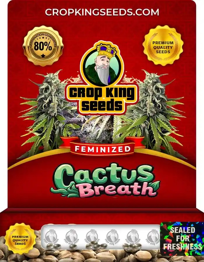 Cactus Breath Strain Feminized Marijuana Seeds