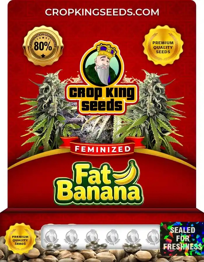 Fat Banana Strain Feminized Marijuana Seeds