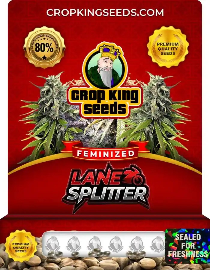 Lane Splitter Strain Feminized Seeds