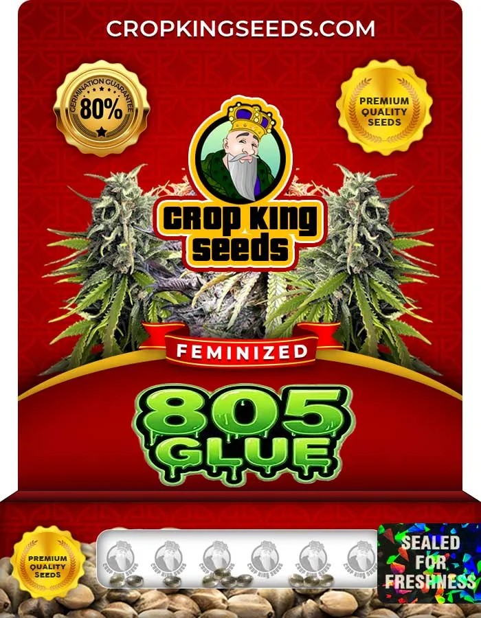 805 Glue Strain Feminized Seeds
