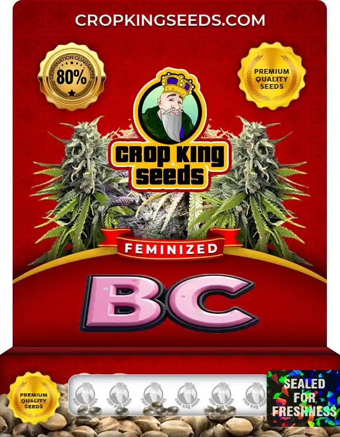 BC Feminized Seeds
