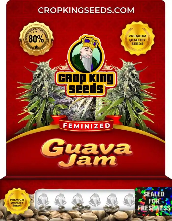 Guava Jam Strain Feminized Marijuana Seeds