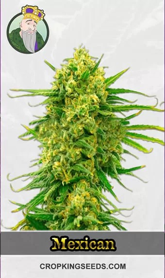 Autoflower CBD Mexican (1:1) Marijuana Seeds