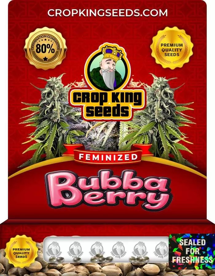 Bubba Berry Feminized Seeds