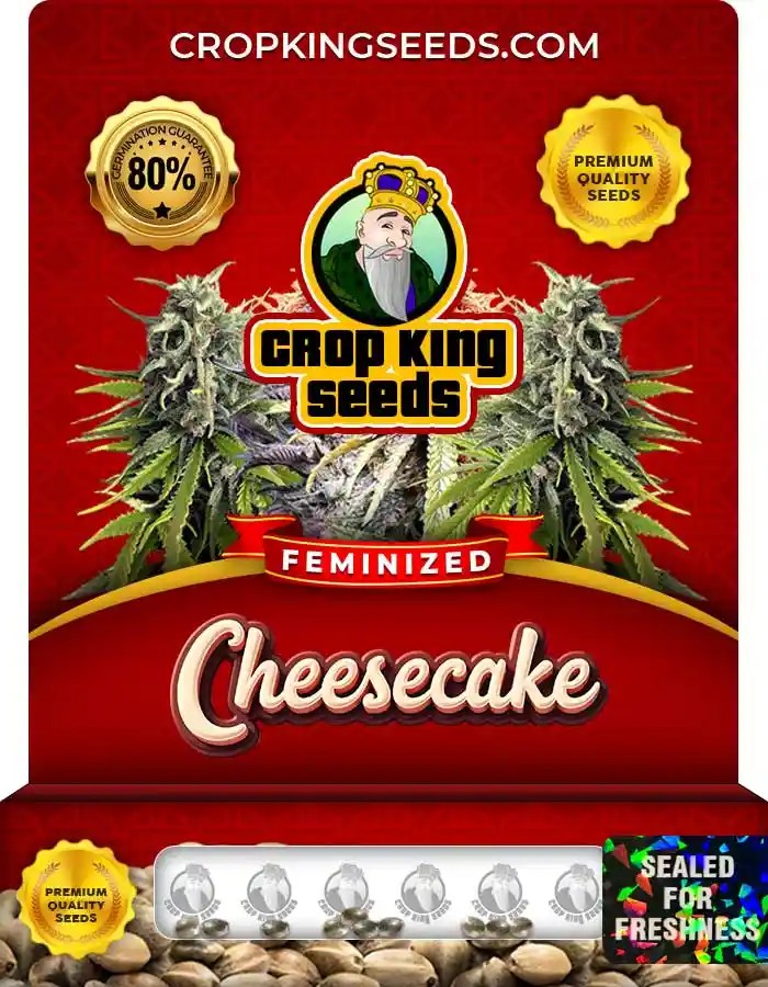Cheesecake Strain Feminized Marijuana Seeds