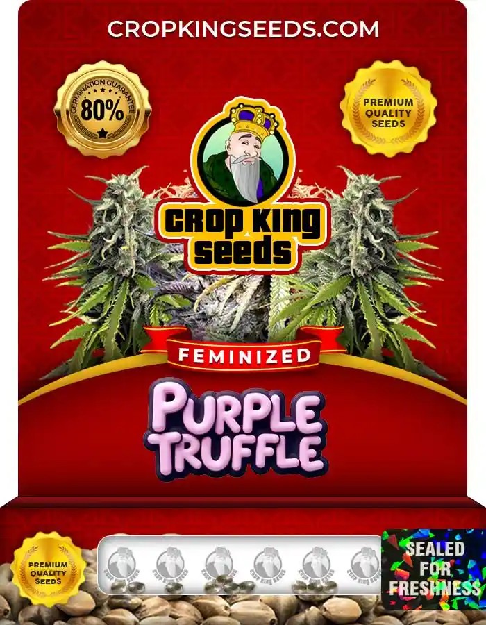 Purple Truffle Strain Feminized Marijuana Seeds