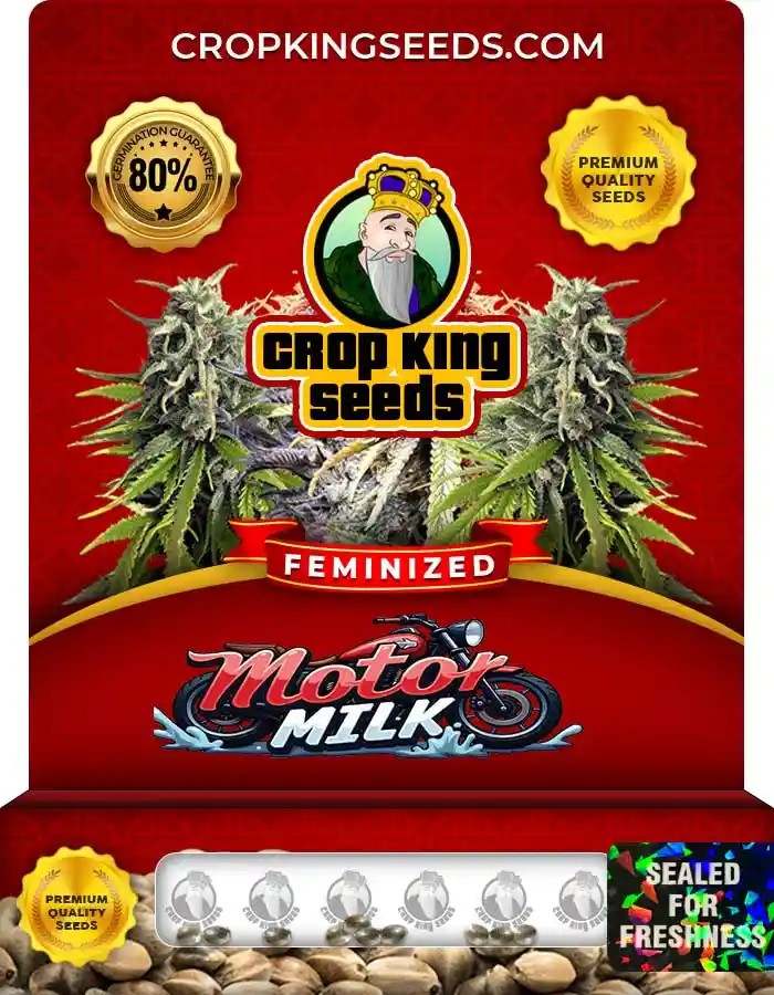 Motor Milk Feminized Seeds