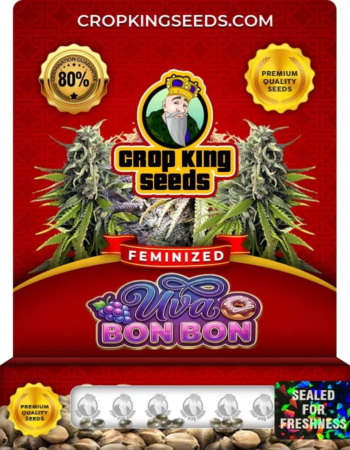 Uva Bon Bon Strain Feminized Seeds