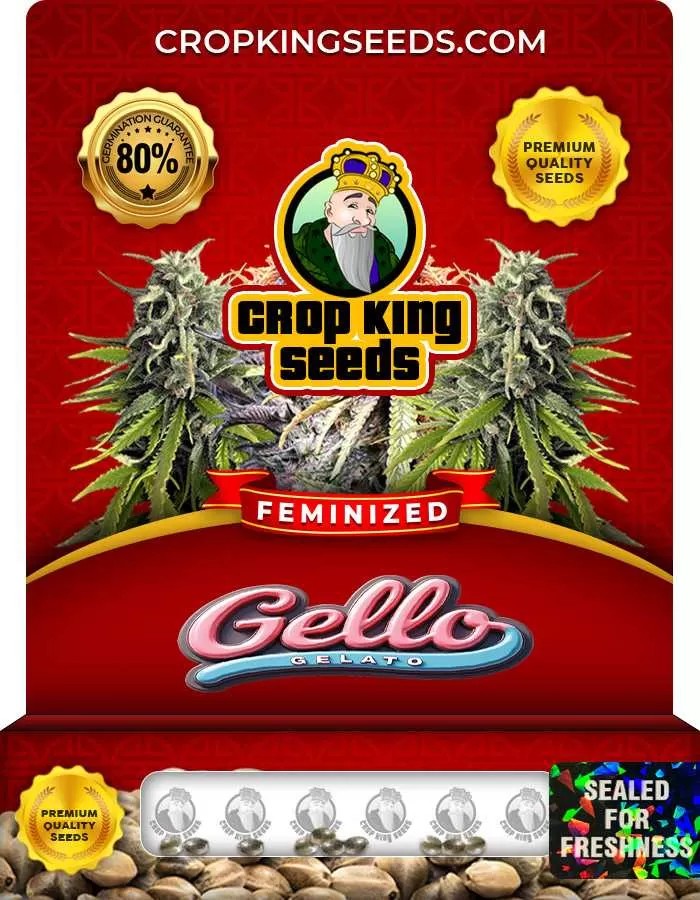 Gello Gelato Strain Feminized Marijuana Seeds