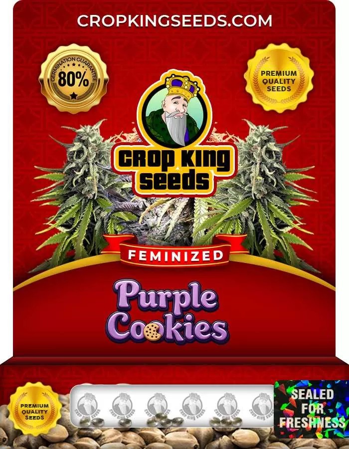 Purple Cookies Strain Feminized Marijuana Seeds