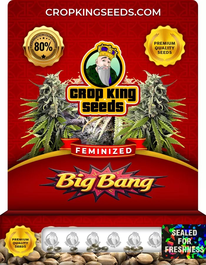 Big Bang Feminized Marijuana Seeds