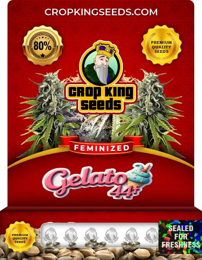 Gelato 44 Strain Feminized Marijuana Seeds