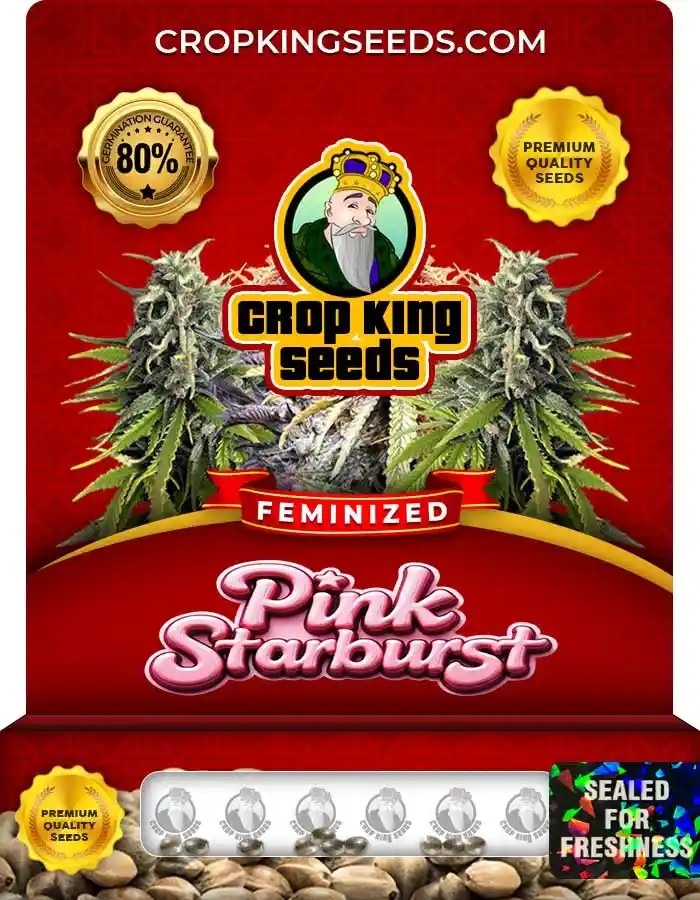 Pink Starburst Strain Feminized Marijuana Seeds