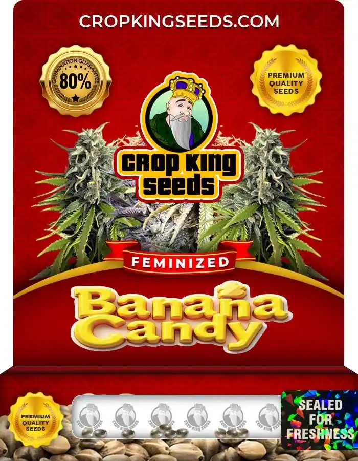 Banana Candy Strain Feminized Marijuana Seeds