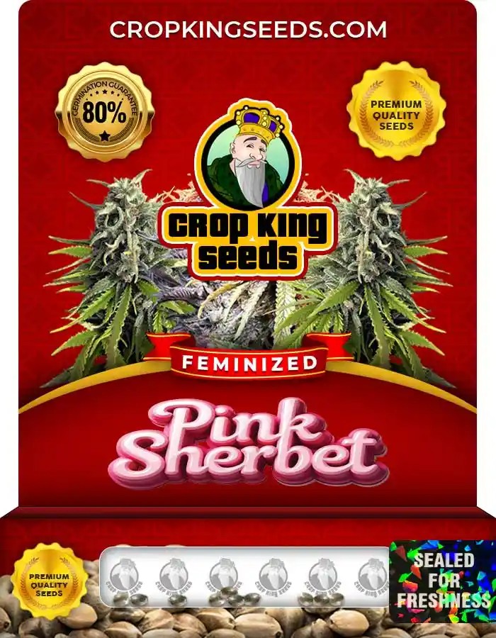 Pink Sherbet Strain Feminized Marijuana Seeds