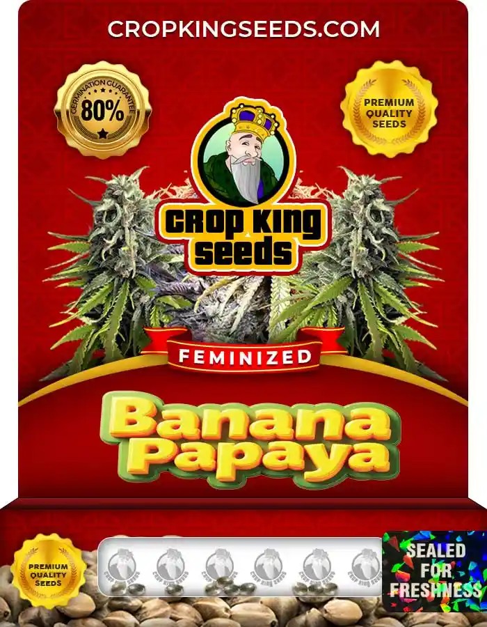 Banana Papaya Feminized Seeds