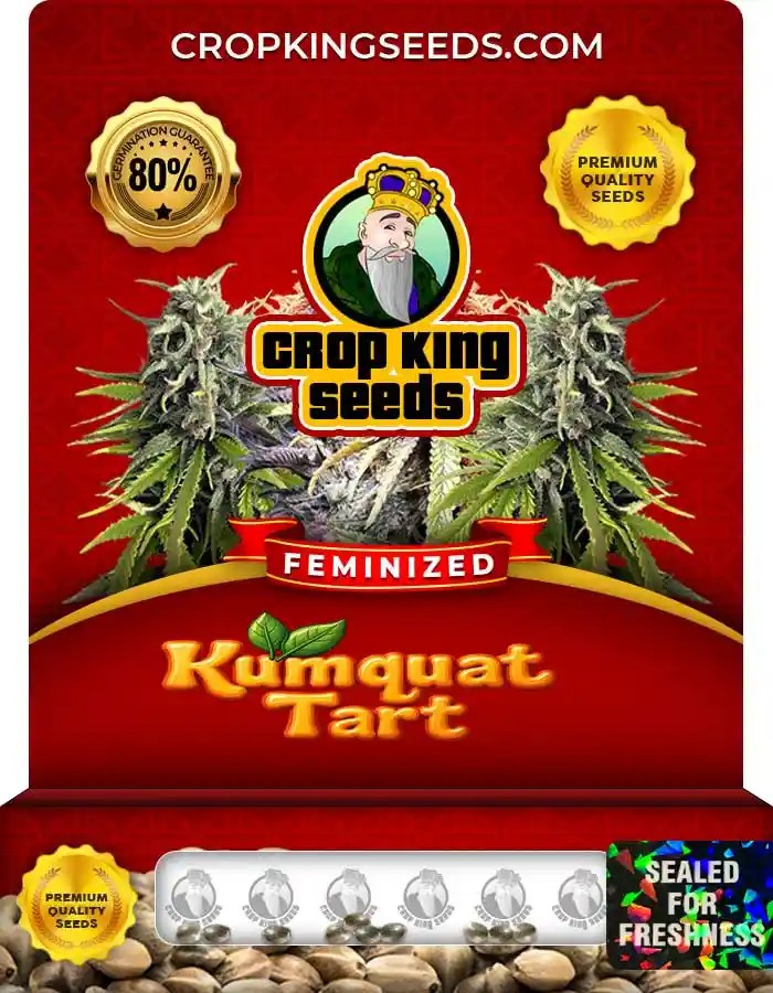 Kumquat Tart Strain Feminized Seeds