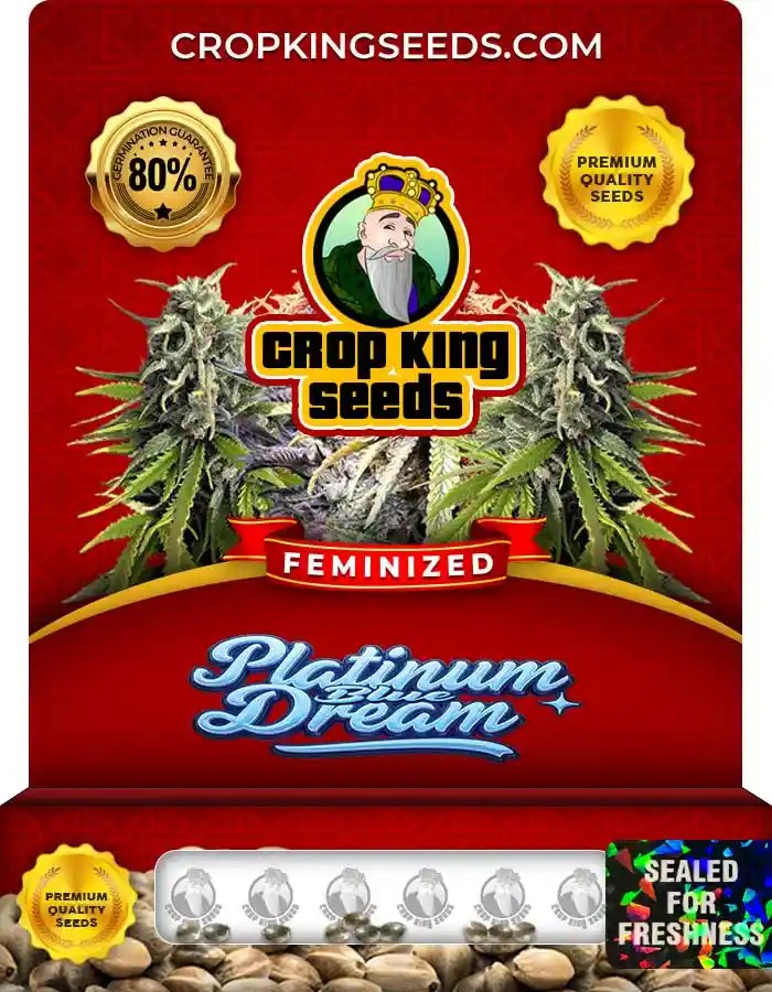 Platinum Blue Dream Strain Feminized Marijuana Seeds