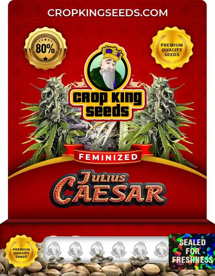 Julius Caesar Strain Feminized Marijuana Seeds