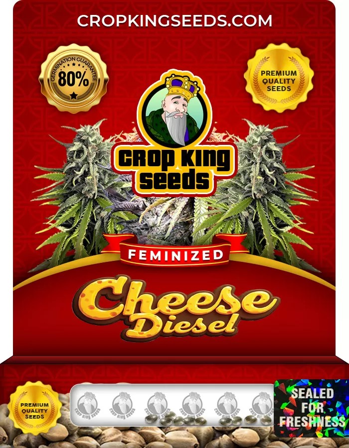 Cheese Diesel Feminized Marijuana Seeds