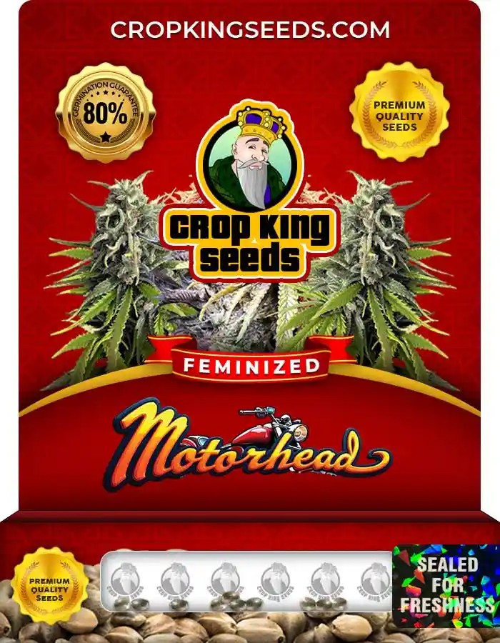 Motorhead Strain Feminized Marijuana Seeds