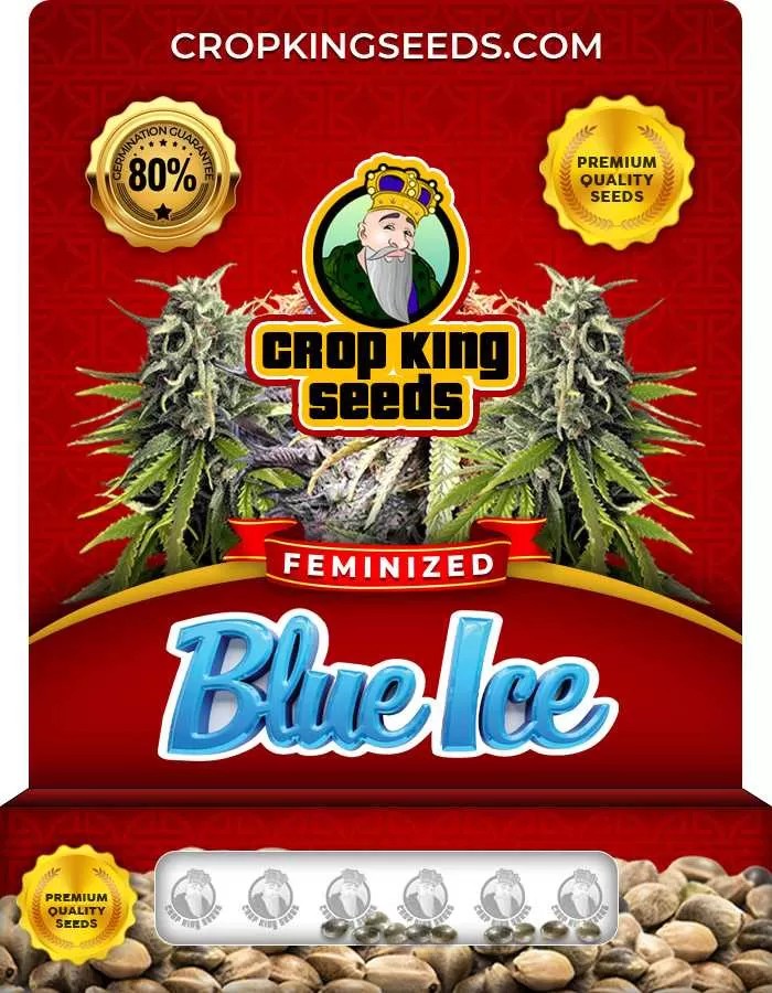Blue Ice Strain Feminized Marijuana Seeds