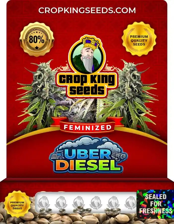 Uber Diesel Strain Feminized Seeds