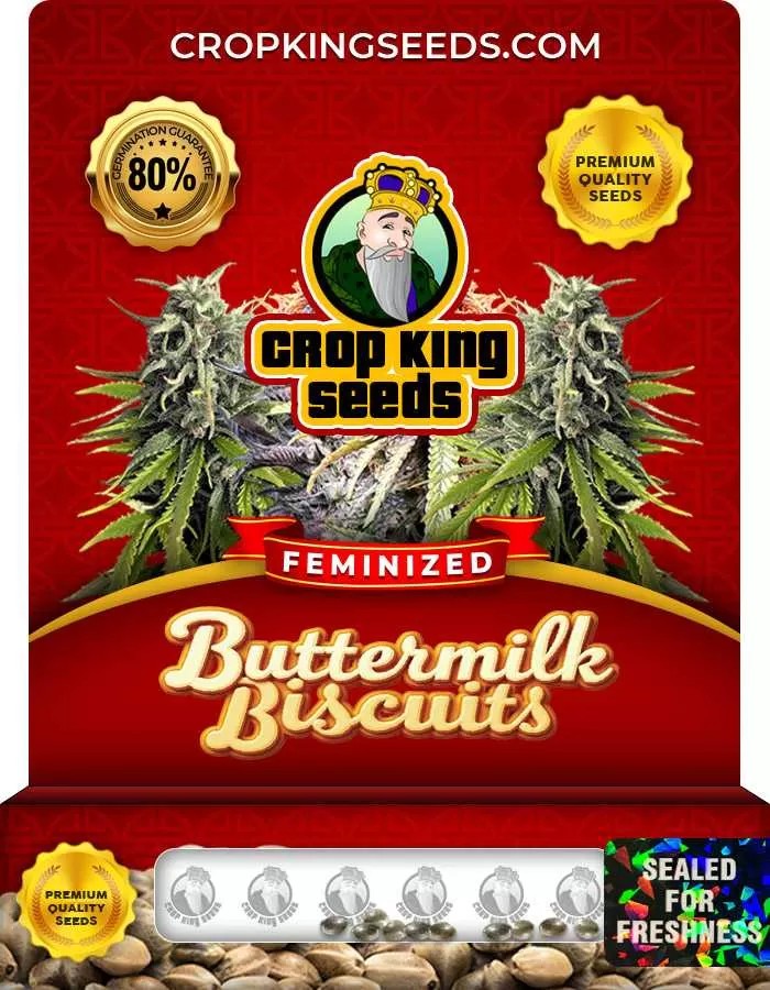 Buttermilk Biscuits Strain Feminized Marijuana Seeds