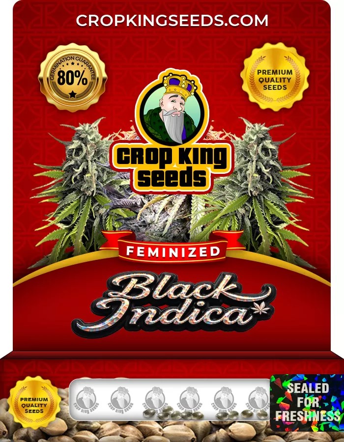 Black Indica Feminized Marijuana Seeds
