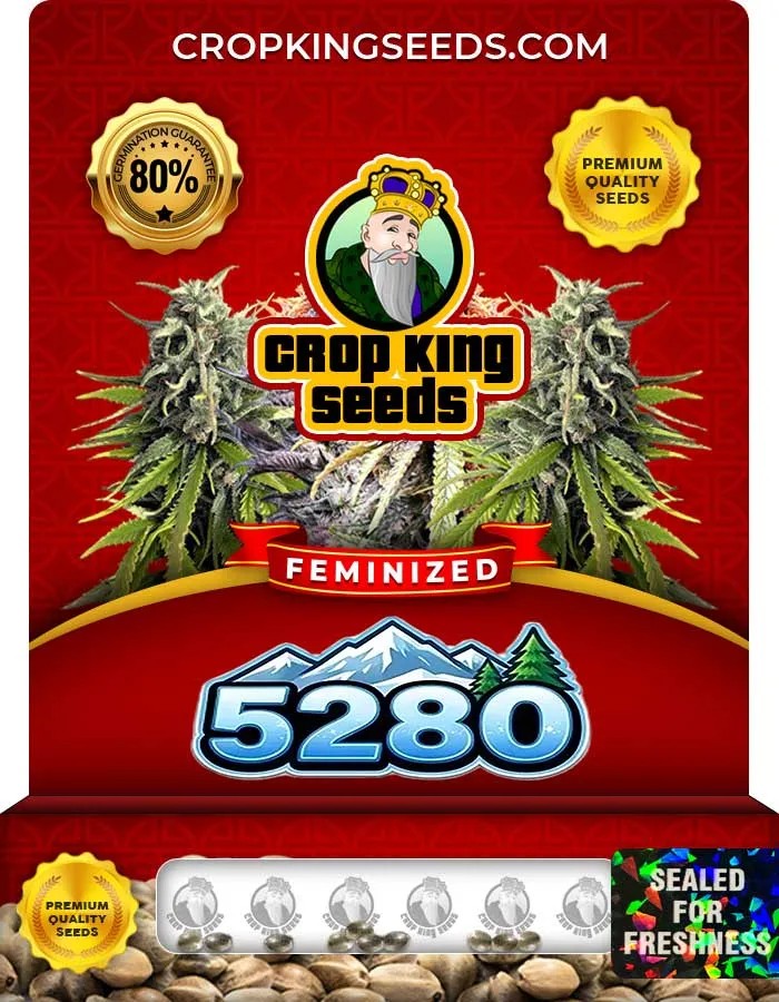 5280 Strain Feminized Seeds