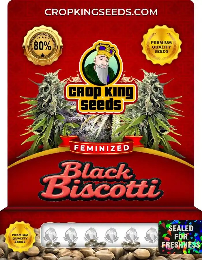 Black Biscotti Feminized Seeds