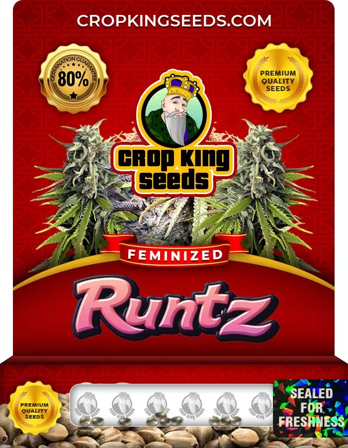 Runtz Feminized Marijuana Seeds