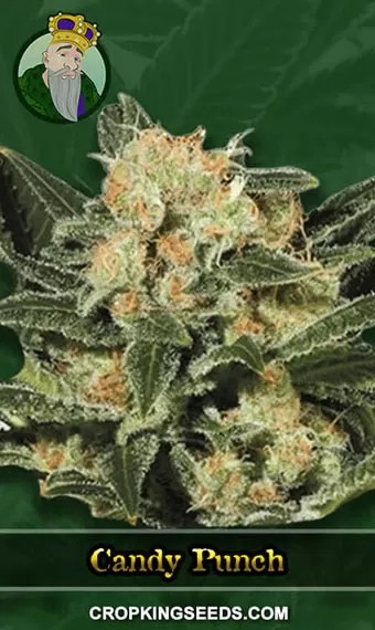 Candy Punch Strain Regular Marijuana Seeds