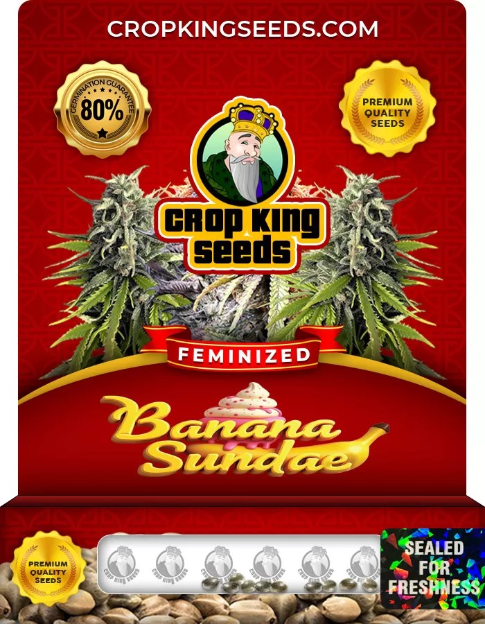 Banana Sundae Feminized Marijuana Seeds