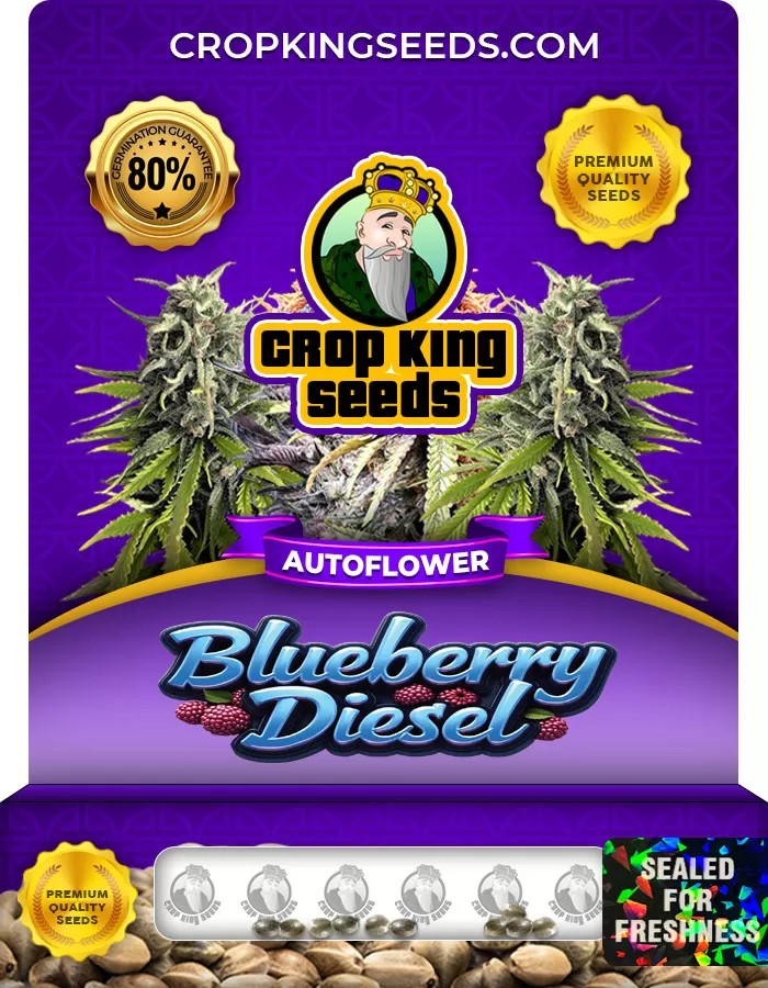 Blueberry Diesel Autoflowering Marijuana Seeds