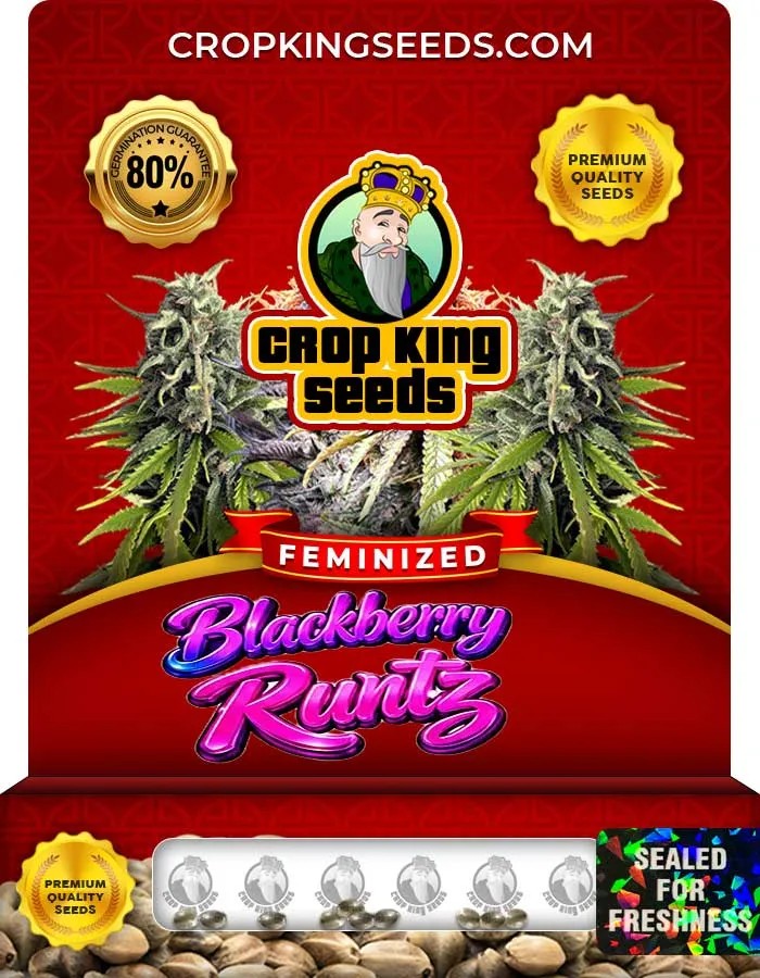 Blackberry Runtz Strain Feminized Seeds